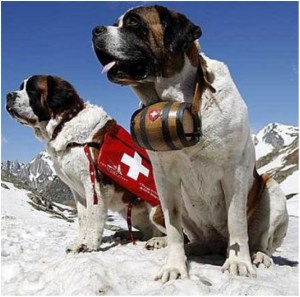 Buried under ten feet of snow? Killer cough? Nol problem for these big dogs.