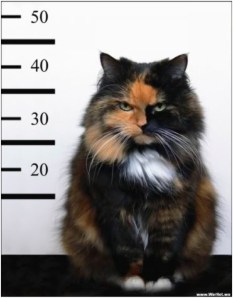 I hate f*ckin' rats.