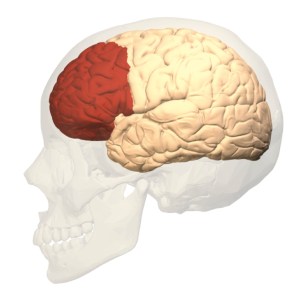 Pre-frontal Cortex. For Edmund K. Saunders Esq., Hours of Operation: 5:30 - 10:30 / 12 - 14:30 / 18:00 - 21:00 